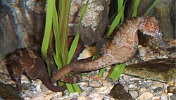 Gestreiftes Seepferdchen, aquarium