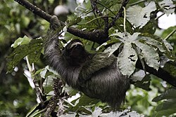 Brown-throated sloth, costa rica