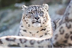 Schneeleopard, behind another