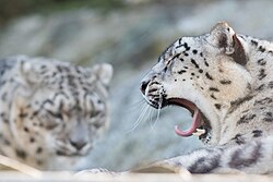 Schneeleopard, one yawning