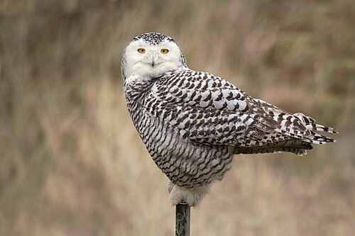 Schnee-Eule (Bubo scandiacus), vlieland netherlands
