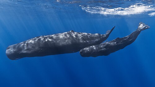 Pottwal (Physeter macrocephalus), mother baby
