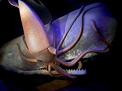 Pottwal, giant squid diorama american museum natural history