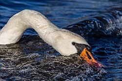 Höckerschwan, looking for food waves windermere england