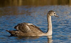 Höckerschwan