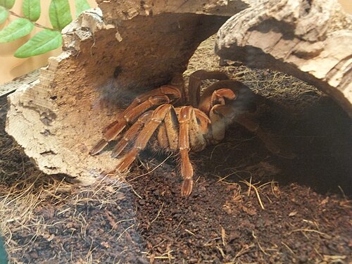 Goliath-Vogelspinne (Theraphosa blondi), spiders genova