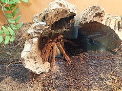 Goliath-Vogelspinne, spiders genova