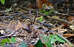 Goliath-Vogelspinne, tarantula menacing attitude