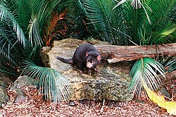 Tasmanischer Teufel (Sarcophilus harrisii), auckland zoo