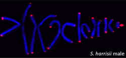 Tasmanischer Teufel, karyotype