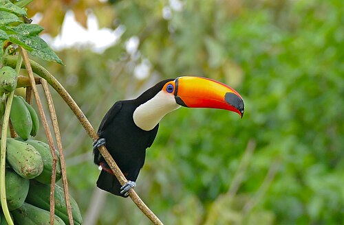 Riesentukan (Ramphastos toco), papaya tree carica papaya