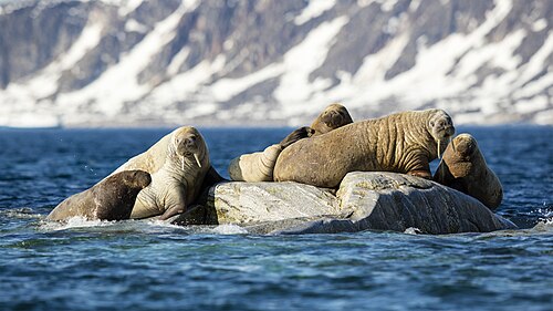 Walross, nor svalbard sjuøyane phippsøya atlantic