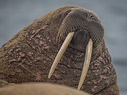Walross, svalbard