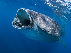 Walhai, swimming while filter feeding off gulf mexico