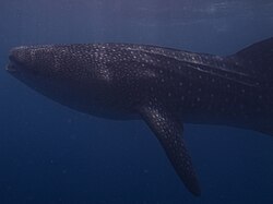 Walhai, snorkling with