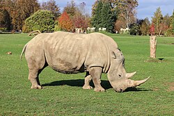 White rhinoceros (Ceratotherium simum), adult cwpg