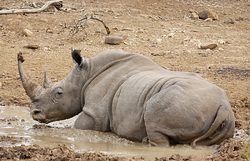 Breitmaulnashorn, or square lipped