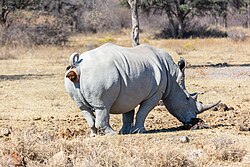 Breitmaulnashorn, rinoceronte blanco santuario de rinocerontes khama botsuana dd