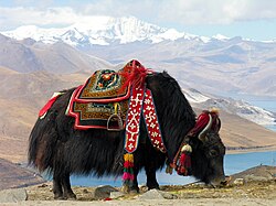 Yak, yundrok yumtso lake