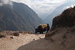 Yak, namche bazaar nepal