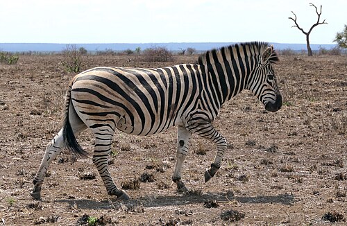 Zebra, plains stallion