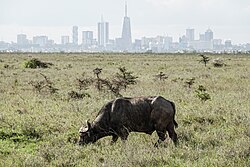 Nairobi, die Hauptstadt von Kenia, wikimania photowalk p1048962