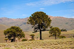 Landschaft in Argentinien, araucaria araucana zainuco neuquen