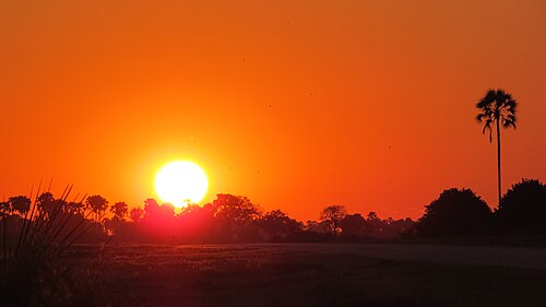 Landschaft in Botswana, tubu tree