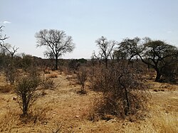 Landschaft in Botswana, dry season
