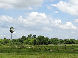 Landschaft in Kambodscha, rural scene koh paen island kampong cham