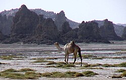 Landschaft in Dschibuti, fumerolle lac abbe