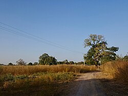 Landschaft in Gambia, lowerriverdivision countryside january2019