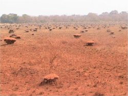 Landschaft in Guinea