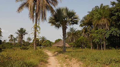 Landschaft in Guinea-Bissau