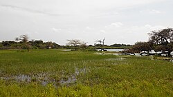 Landschaft in Guinea-Bissau, paisagem em varela guiné