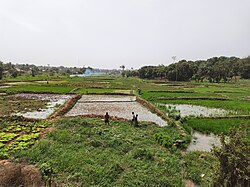 Landschaft in Guinea-Bissau, lagoa com hipopótamos