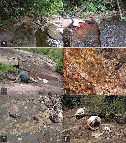 Landschaft in Guyana, habitat zookeys figure