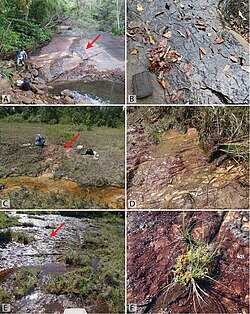 Landschaft in Guyana, habitat tobochares zookeys figure