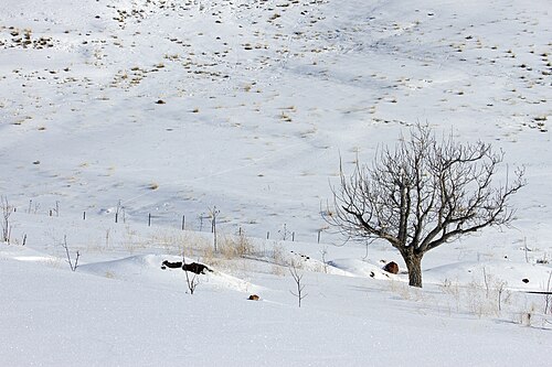 Landschaft in Iran, fars province pasargad county goat herder