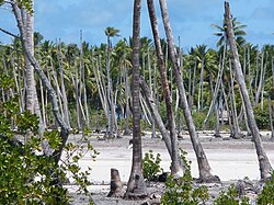 Landschaft in Kiribati, going north airport panoramio