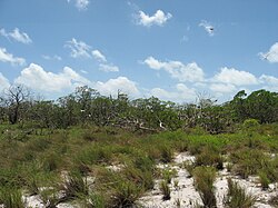Landschaft in Kiribati, coastal scene tarawa lorrie graham