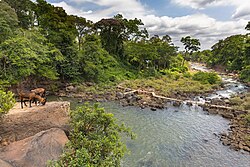 Landschaft in Laos, tad lo river above with temporary footbridge goats