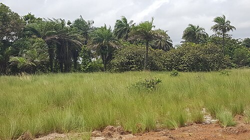 Landschaft in Liberia, grass land