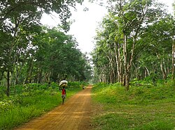 Landschaft in Liberia, rubber tree plantation margibi county