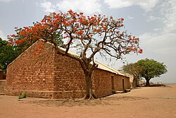 Landschaft in Mali, flame tree