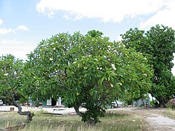 Landschaft in Nauru