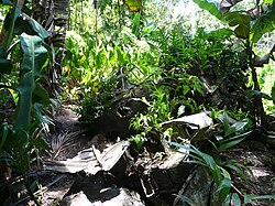 Landschaft in Palau, what is this flower panoramio