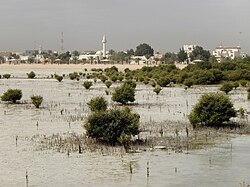 Landschaft in Katar, simaisma sea with mangroves