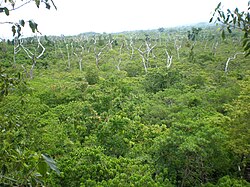 Landschaft in Samoa, tafua crater savai i august