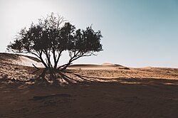 Landschaft in Saudi-Arabien, sadesert